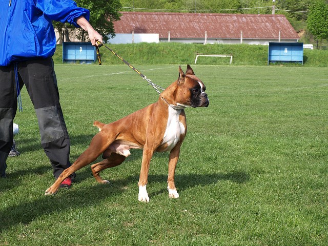 www.atibox.net * www.euroboxer.eu * www.boxergenealogia.eu